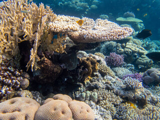 Coral reef in the Red Sea with its many inhabitants, Hurghada, Egypt
