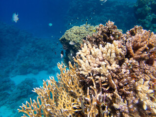 Naklejka na ściany i meble Coral reef in the Red Sea with its many inhabitants, Hurghada, Egypt