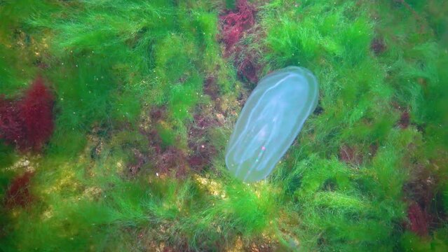Invasions jellyfish ctenophora (Mnemiopsis leidyi), Black Sea