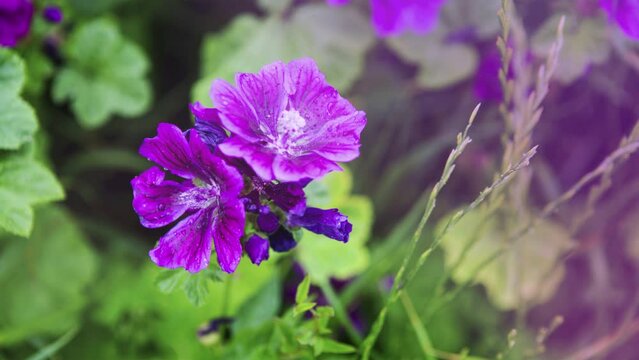 Cinemagraph of a beautiful wild purple mallow flower
