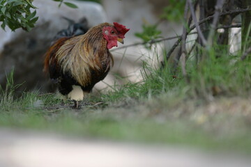 A small bantam rooster with black-brown fur with a large red crest is walking on the grass in search of food. Scientific name of the domestic chicken is Gallus gallus, belonging to Phasianidae family.