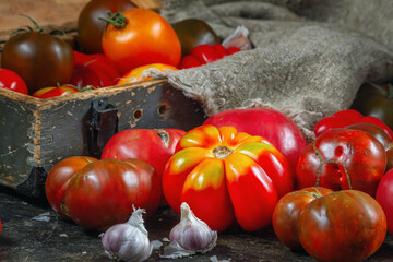 Harvest organic assorted tomatoes - red, yellow, orange, brown. Variety fresh colorful tomatoes of different varieties. Retro style composition