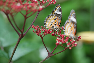 Colorful black and blue butterfly in summer time.