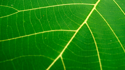 details of green teak leaves