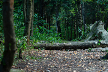 Landscape of forest with broken tree on background