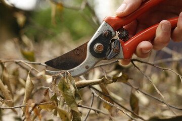 Pruning shears