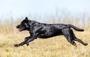 black running labrador retriever
