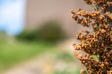 Selective focus on maturing seed head of sorghum bicolor