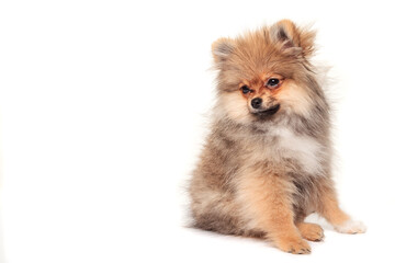 Obraz premium Little red puppy sitting on white background. Pomeranian spitz isolated on white