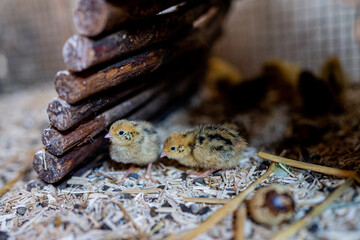 Zwei kleine Wachtel Küken