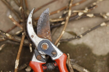 Pruning shears