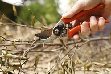 Pruning shears
