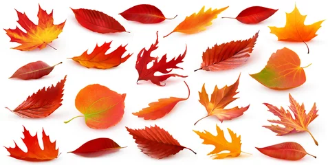 Poster Collection of red autumn trees leaves fallen to the ground with shadow isolated on white background. Digital illustration © ChaoticDesignStudio