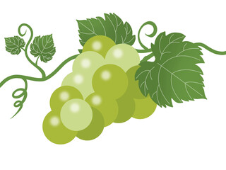 The taste of autumn Grape (muscat) and vine background material