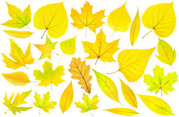 Collection of 25 yellow autumn tree leaves on white background. Digital illustration