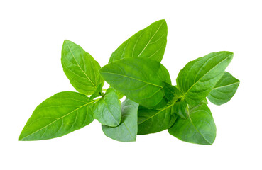 Fototapeta premium Sweet basil leaves on transparent png