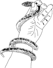 hand holding a snake sketch vector, Snake design T-shirt apparel print design, Hand holding snake sketch drawing, Outline sketch drawing viper in hand