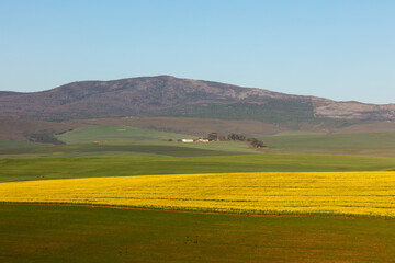 Fototapeta premium Bright yellow canola field with a farm homestead and mountains in the distance