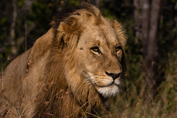 Close up portrait of a big male lion in sunlight