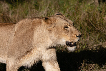 Close up of a lioness walking in the veld