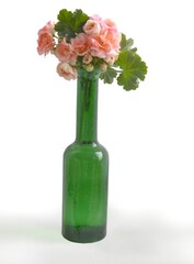 pink flowers of geranium in green vase close up isolated