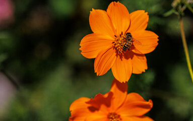 orange flower with bee