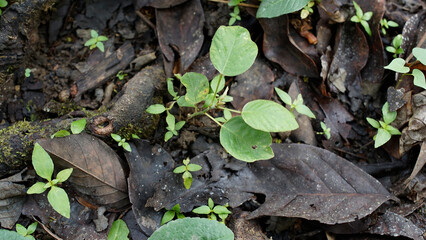 Green grass grows between dried leaves