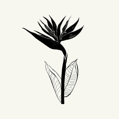 Flowers, Botanica illustration. Black ink, line, doodle style. 