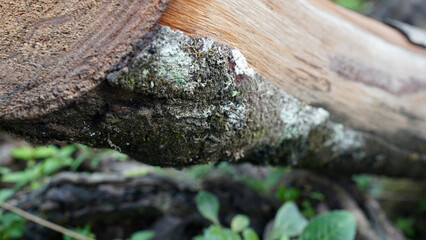 Fototapeta na wymiar Moss grows in some parts of wood