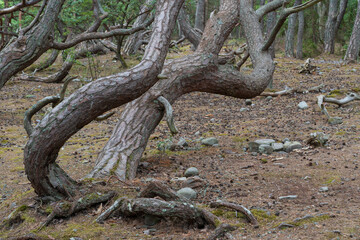 Troll forest of Öland, Sveden