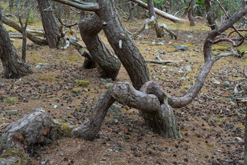 Troll forest of Öland, Sveden
