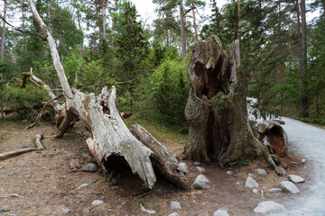 Fototapeta na wymiar Troll forest of Öland, Sveden
