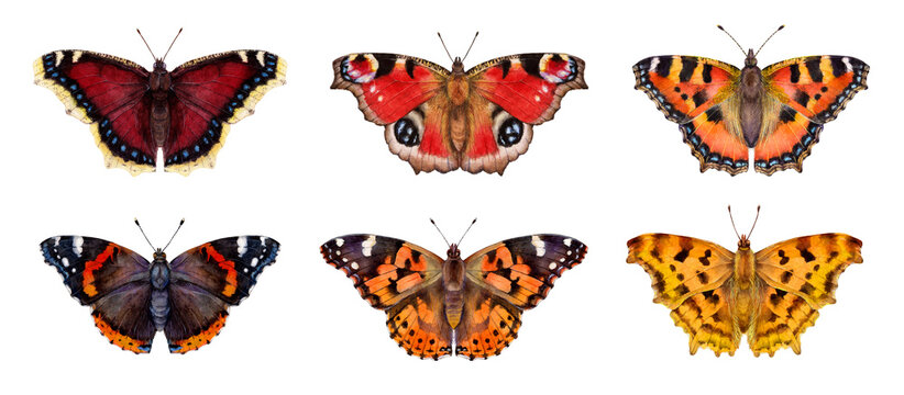 Watercolor butterflies: Aglais urticae, Nymphalis antiopa, Aglais io, Vanessa cardui, Vanessa atalanta, Polygonia c-album. Hand drawn painting insect illustration.