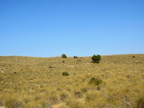 esparto grass on hillside