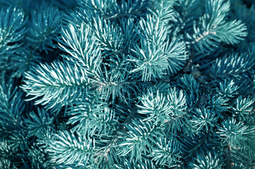 Fir tree brunch close up. Shallow focus. Fluffy fir tree brunch close up. Christmas wallpaper concept. Christmas frame on the background of the Christmas tree, New Year theme