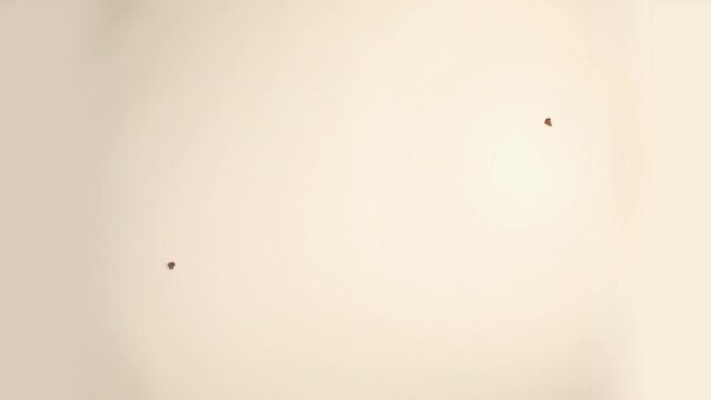 Stop Motion Christmas Frame