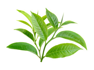 Green tea leaf isolated on transparent png - 528995077