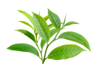 Green tea leaf isolated on transparent png