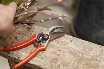 Pruning shears