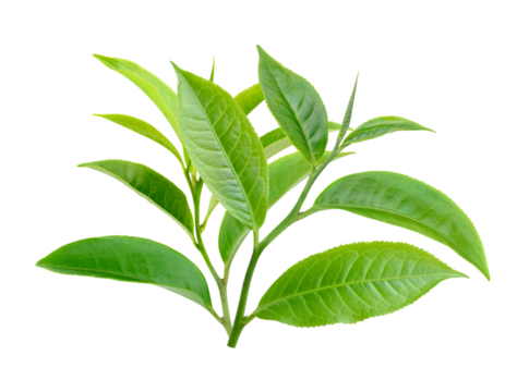 Green tea leaf isolated on transparent png