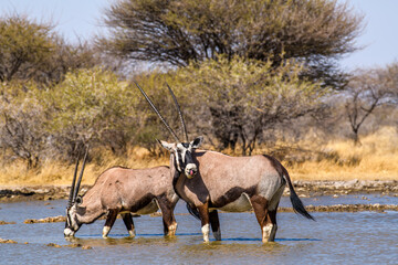Two Orynx Antelopes in a waterhole drinking water, Kalahari, Botswana, Africa
