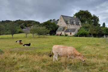 Group of cows at the abbey of Beauport near Paimpol in Brittany - France