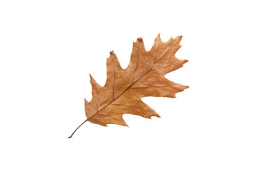 dry fallen leaf  of swamp oak (Quércus palústris) on white background isolate, close-up, autumn leaf texture