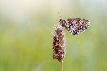 Motyl Atalia © Iwona