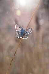 Motyl © Iwona
