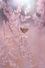 Motyl  © Iwona
