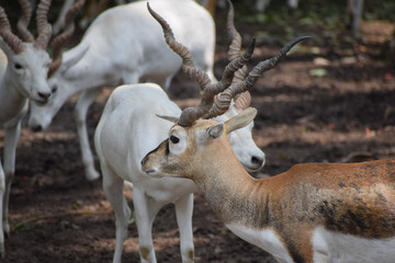White black buck deer in zoo.