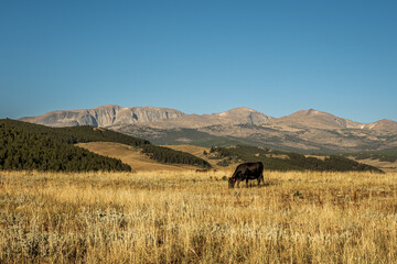 Black Angus Cow grazes in the grassland at the base of the Big Horn Mountains in Wyoming, USA