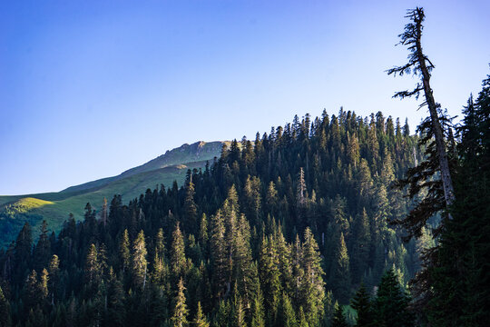 Grassy slope with coniferous trees
