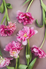Fresh natural pink tulips on a beige background. View from above.
